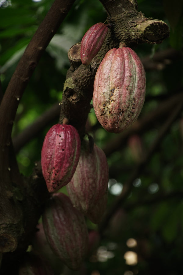 Kakaoproducerande regioner – skillnader i smak och karaktär